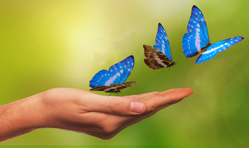 Reiki Butterflies